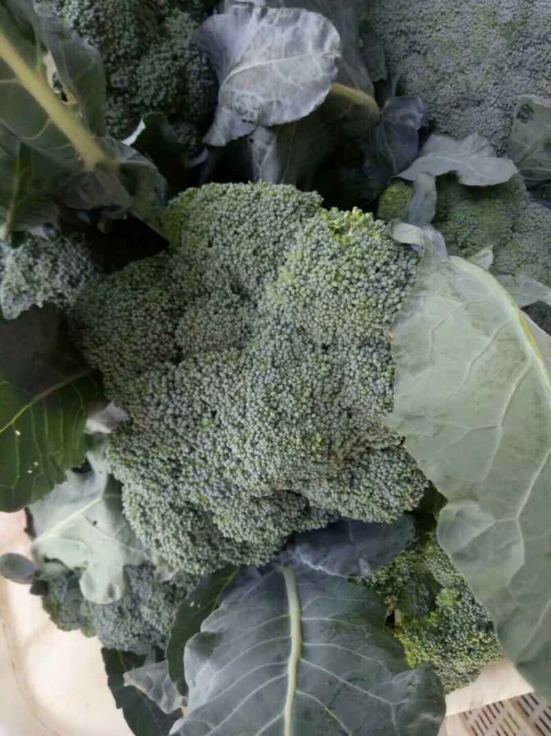 西蓝花新鲜上市，小米粒，短巴，货源充足质量可靠