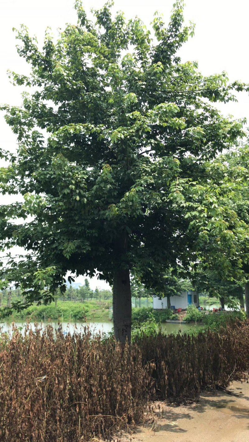 出售大腹木棉移植袋苗地苗需要的老板联系