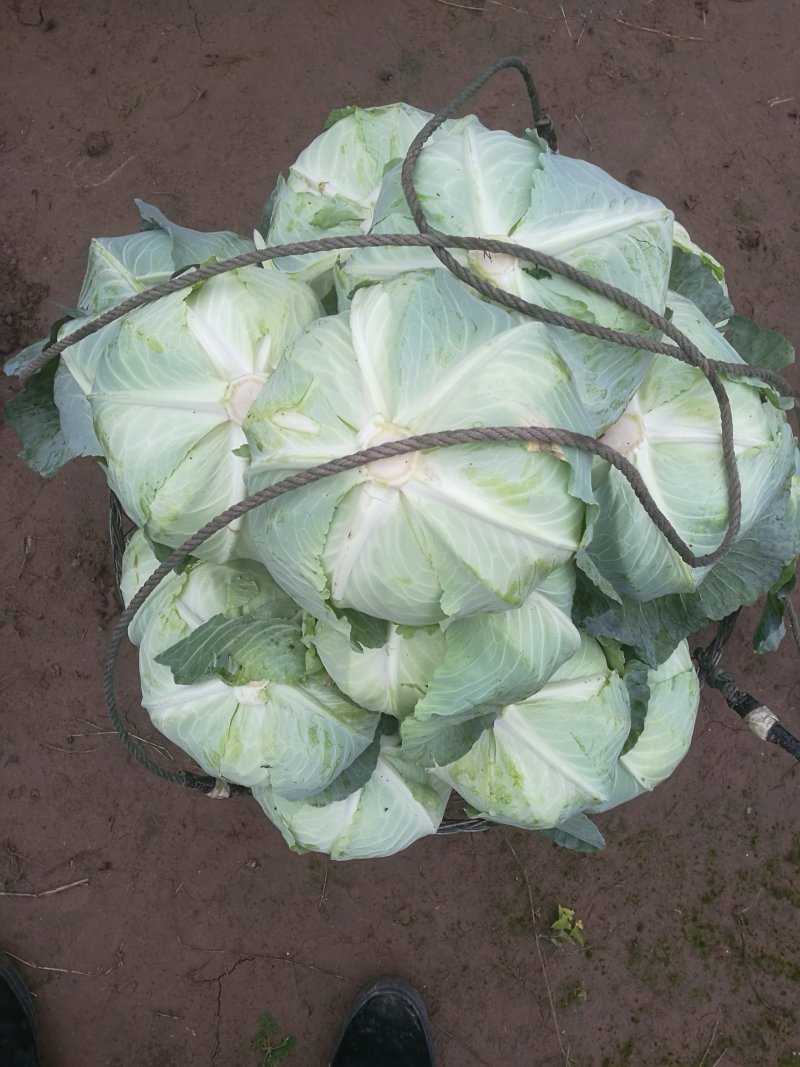 甘蓝精品奥奇娜扁包菜，大量上市了，可以视频看货保证质量。