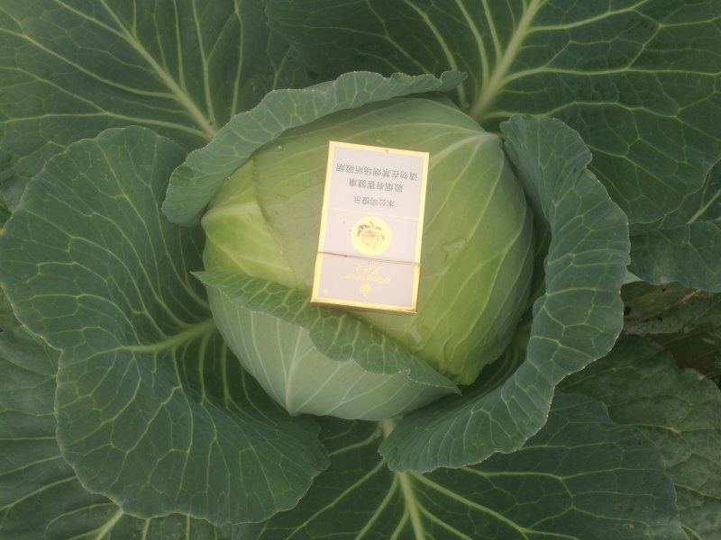 甘蓝精品奥奇娜扁包菜，大量上市了，可以视频看货保证质量。