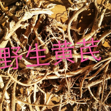 野生黄芪