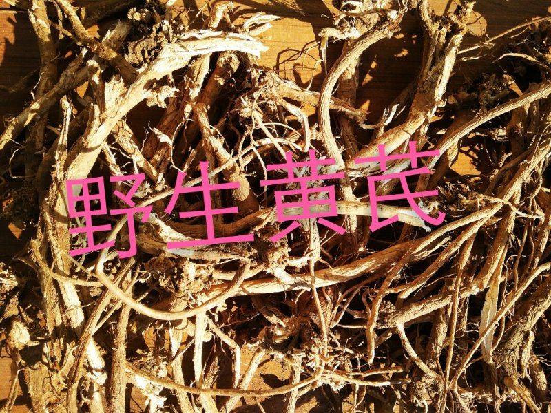 野生黄芪