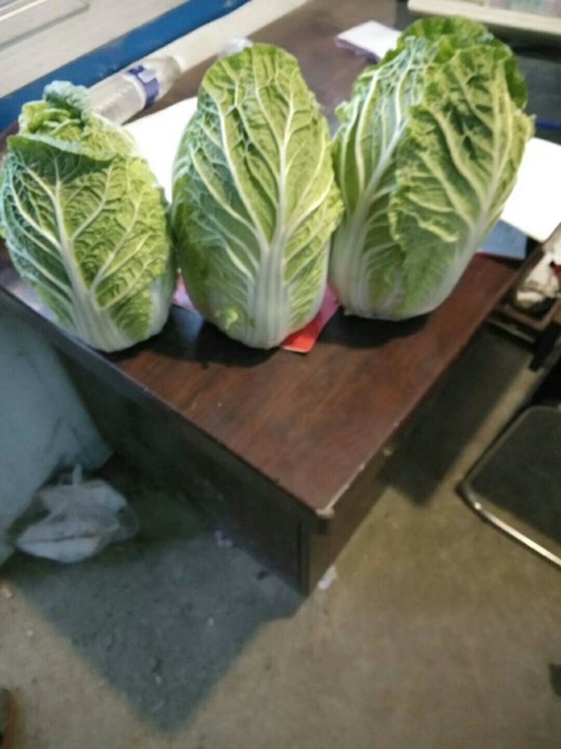 河北产地直发黄心菜白菜，北京三号菜，质优价廉