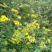 野菊花