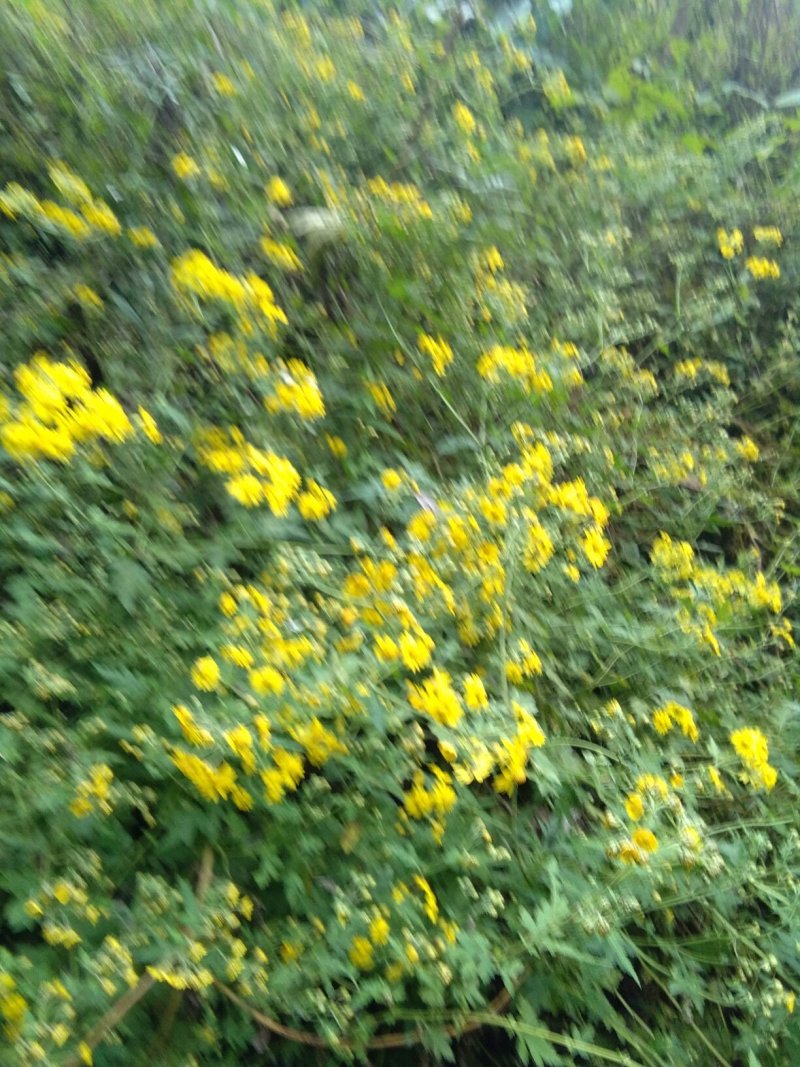 野菊花