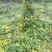 野菊花