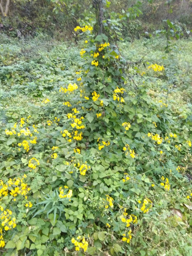 野菊花