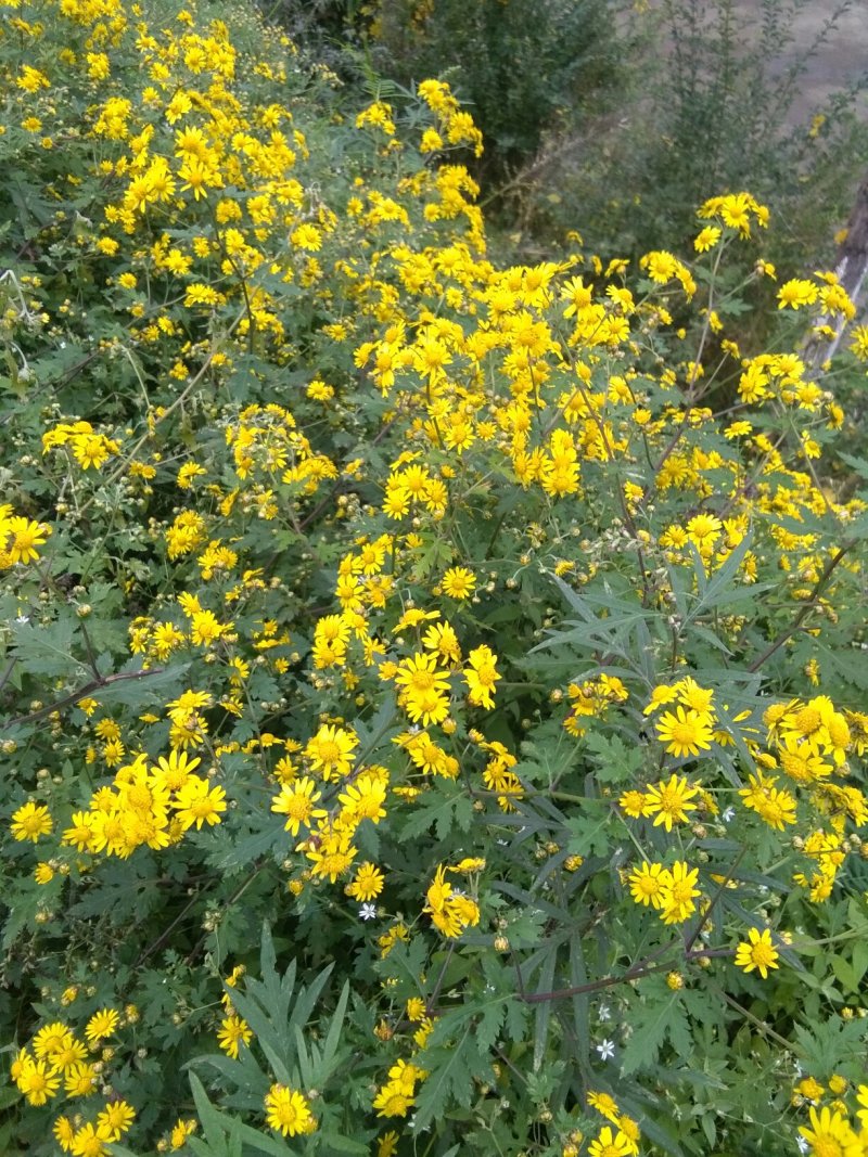 野菊花
