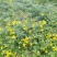 野菊花