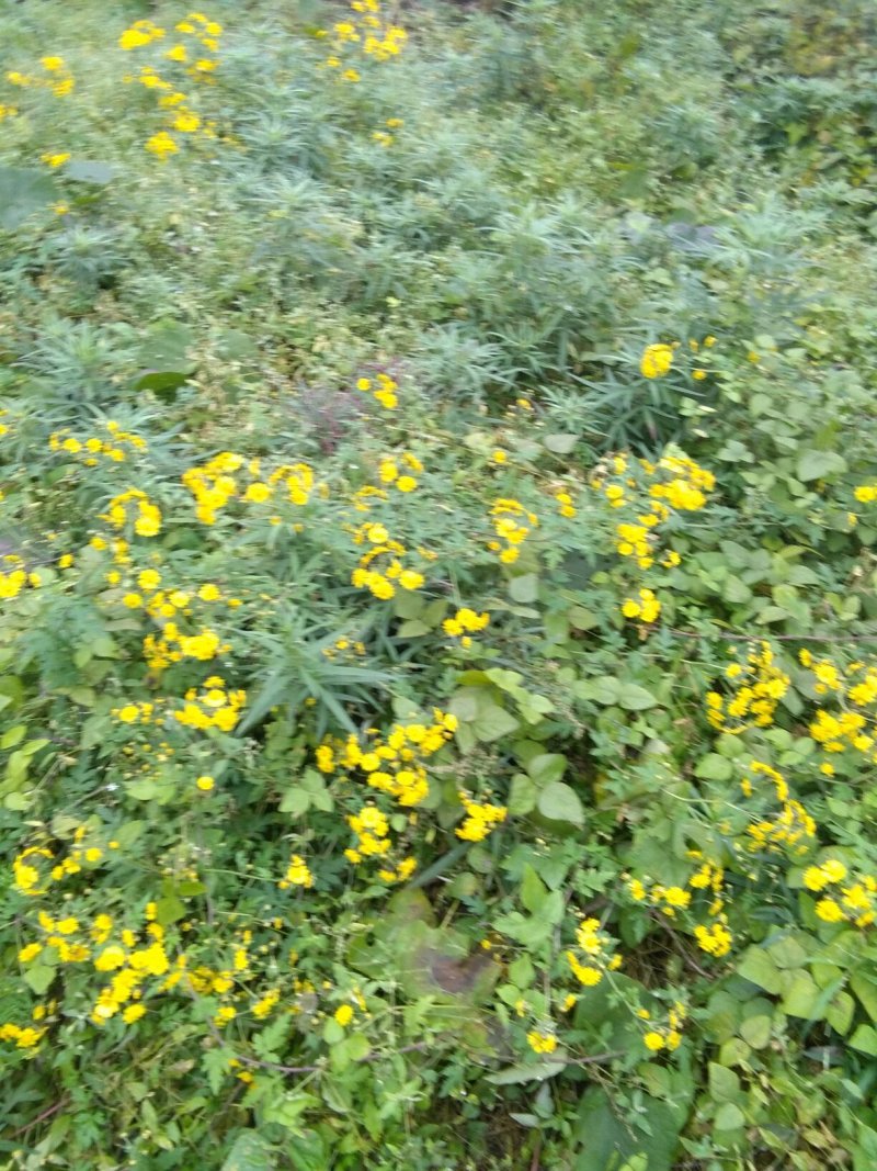 野菊花