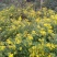 野菊花