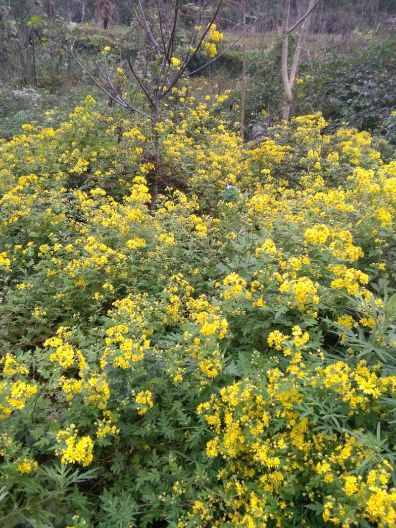 野菊花