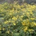 野菊花