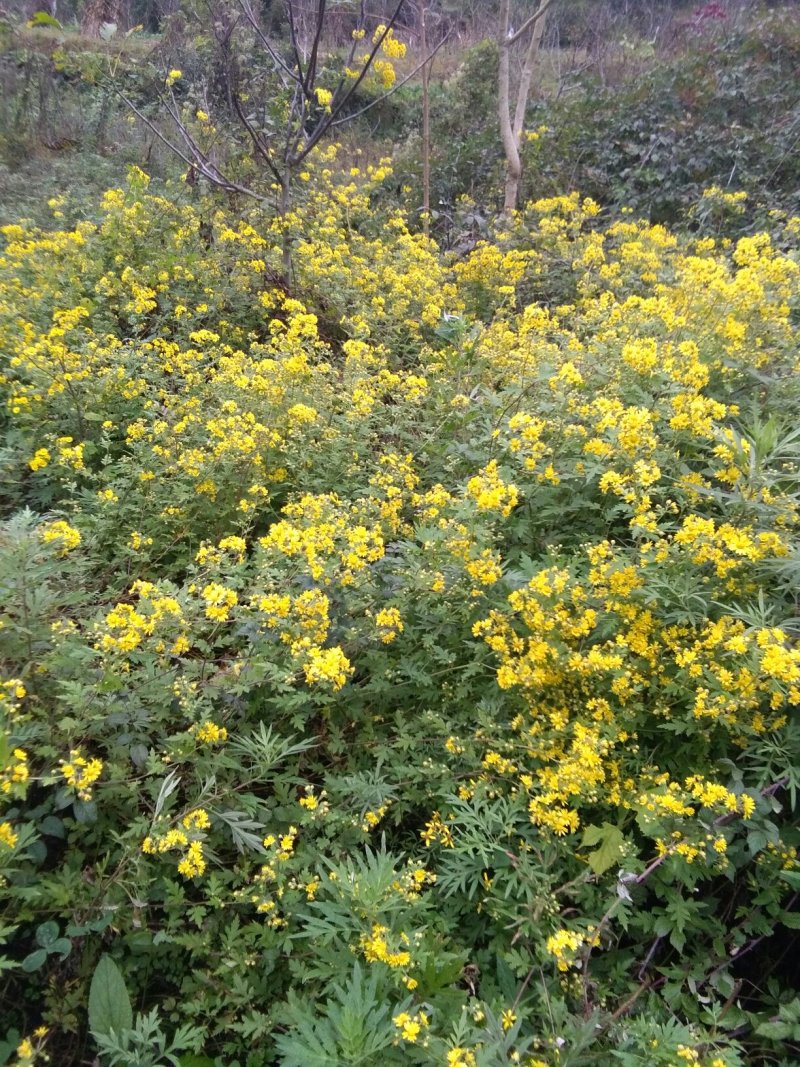 野菊花
