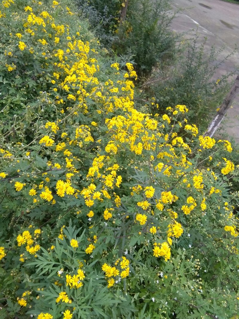 野菊花