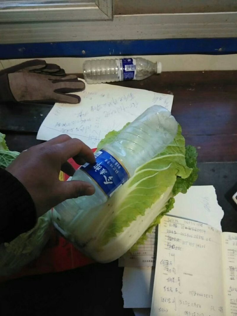 精品白菜北京三号白菜质量保证一手货源货源充足欢迎咨询
