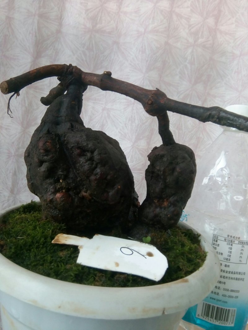 盆栽景纯野生何首乌