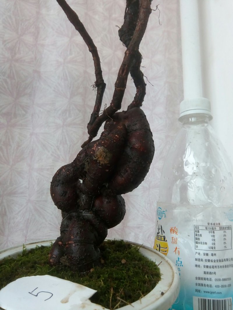 盆栽景纯野生何首乌