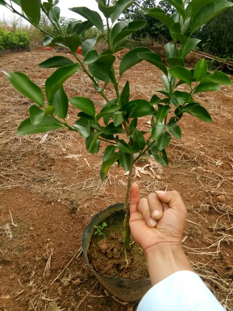 种苗
