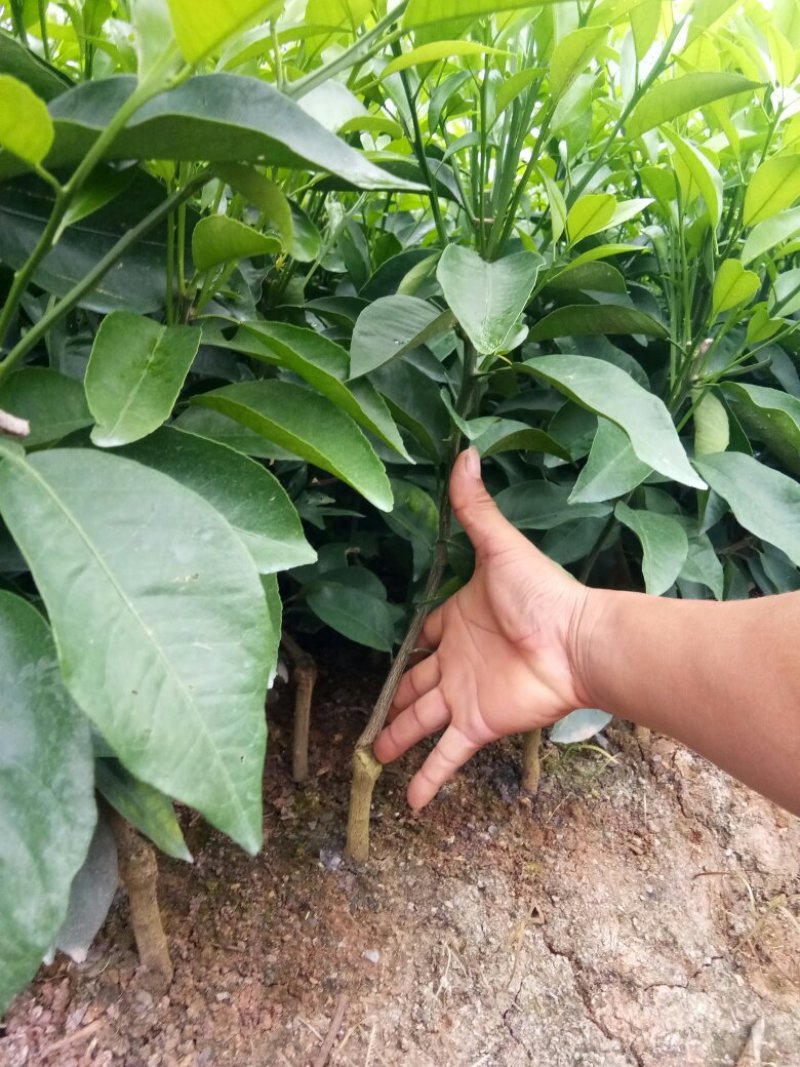 种苗