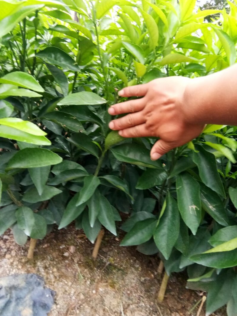 种苗