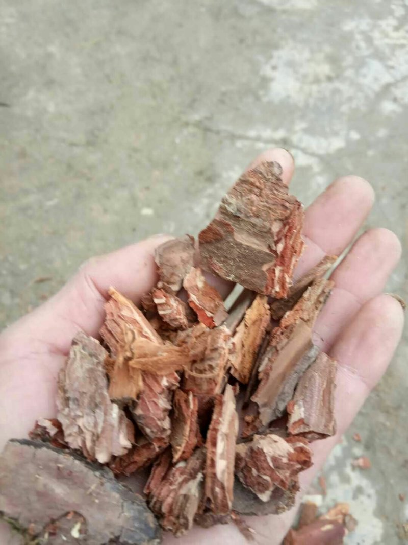 松树皮