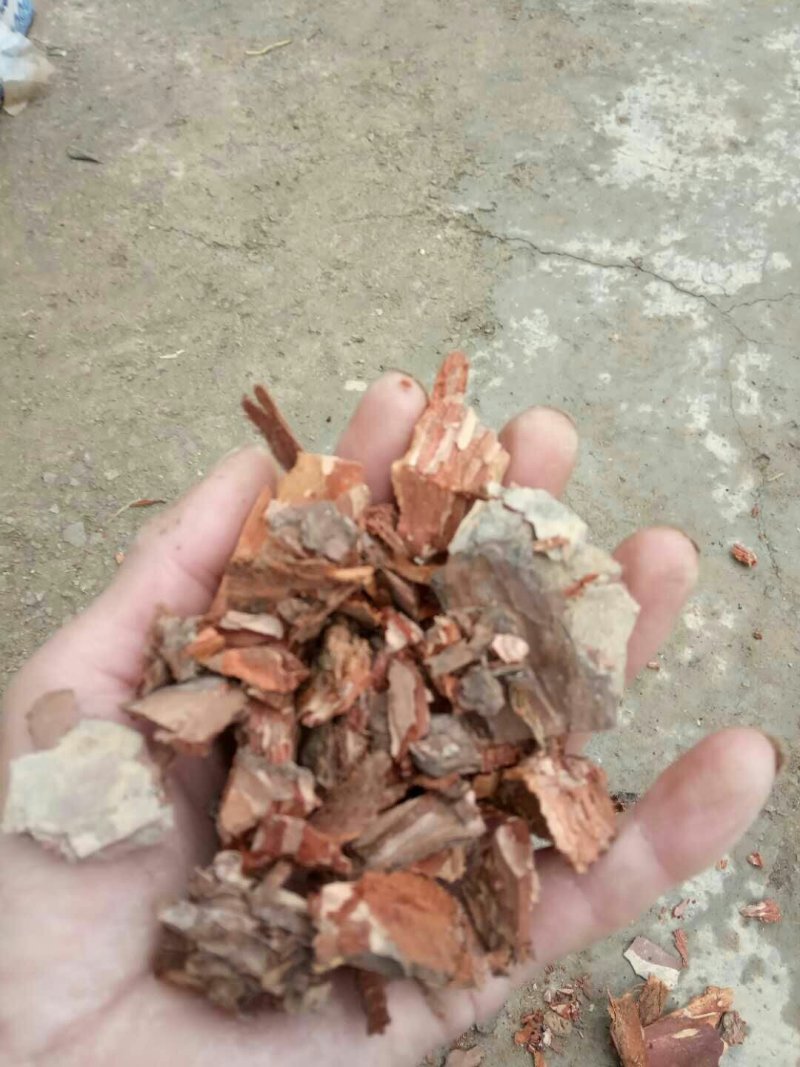 松树皮