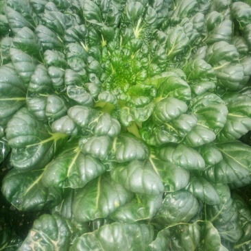 菊花菜