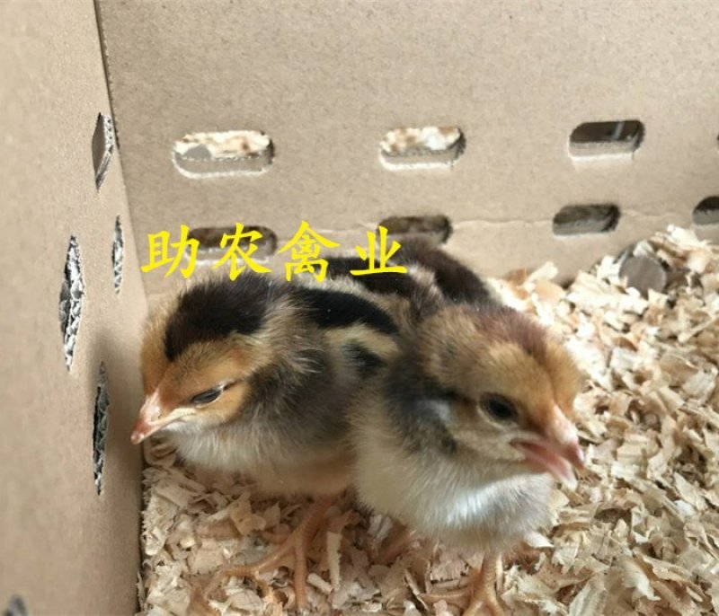 改良斗鸡苗