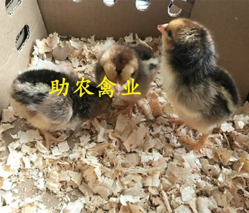 改良斗鸡苗