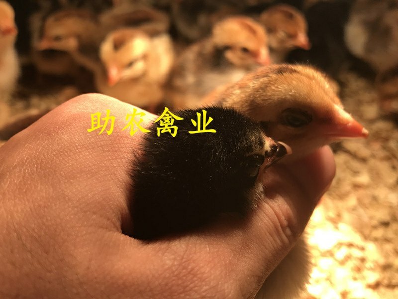 改良斗鸡苗