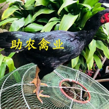 改良斗鸡苗