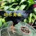 改良斗鸡苗