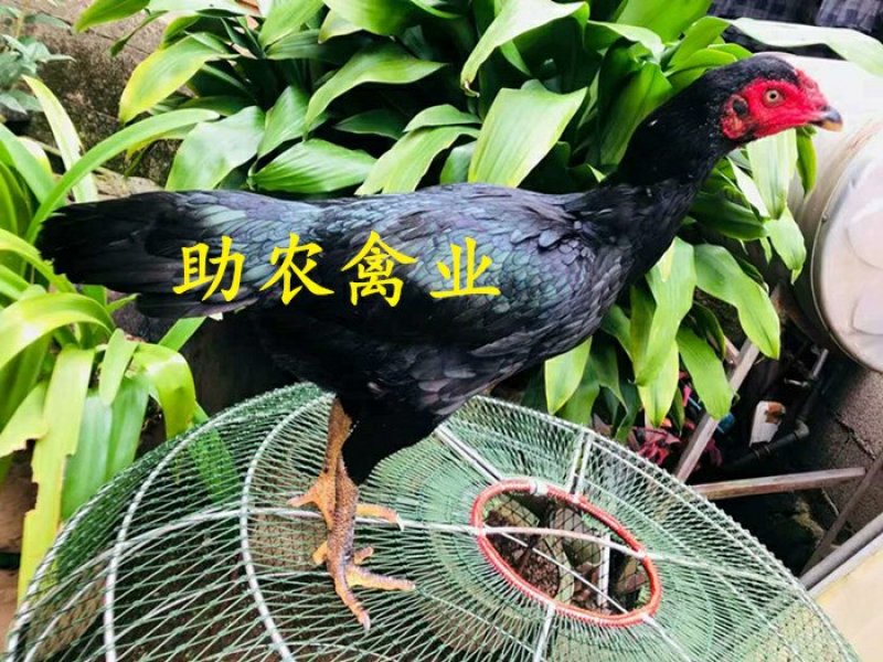 改良斗鸡苗