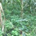 昭通镇雄旱地3000亩出租合作入股