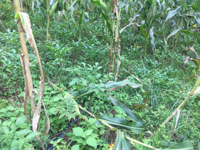 昭通镇雄旱地3000亩出租合作入股