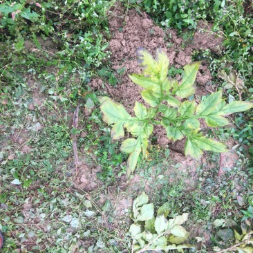 昭通镇雄旱地3000亩出租合作入股