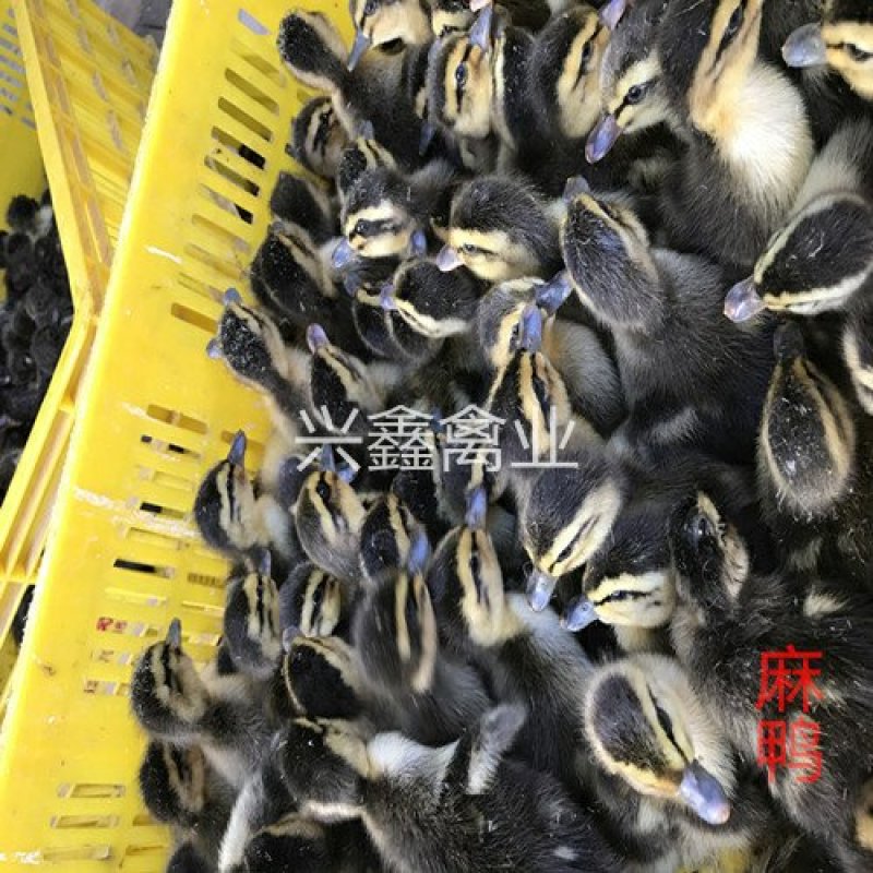 麻鸭苗