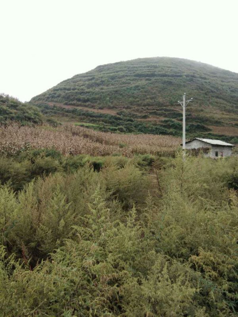 昭通市昭阳区1000亩土地出租入股合作