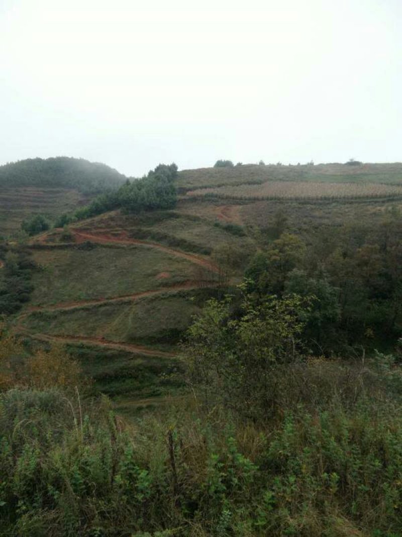 昭通市昭阳区1000亩土地出租入股合作