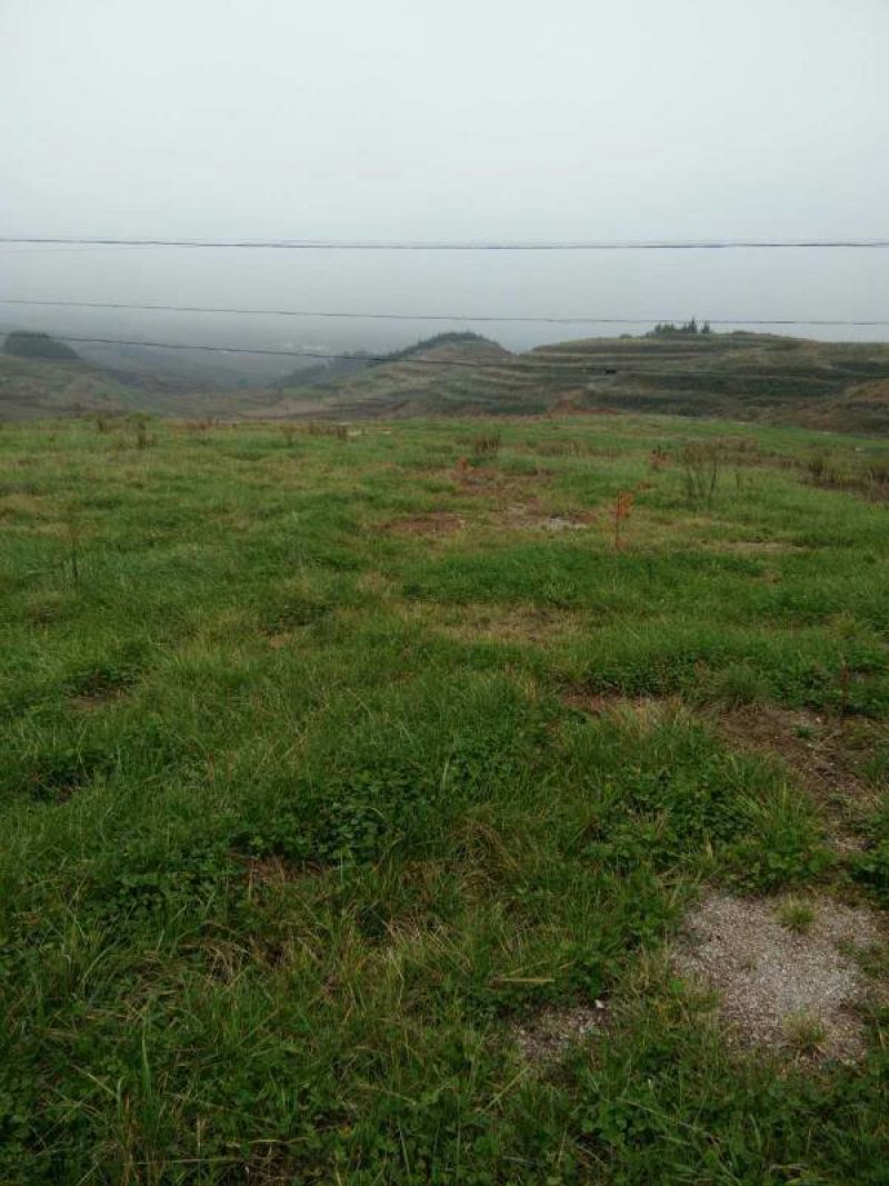 昭通市昭阳区1000亩土地出租入股合作