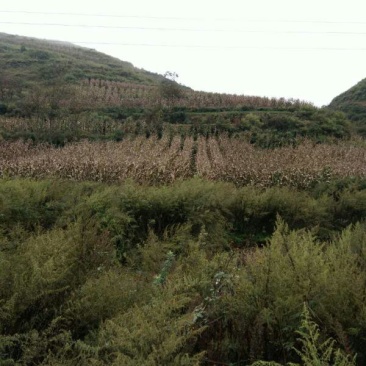 昭通市昭阳区1000亩土地出租入股合作