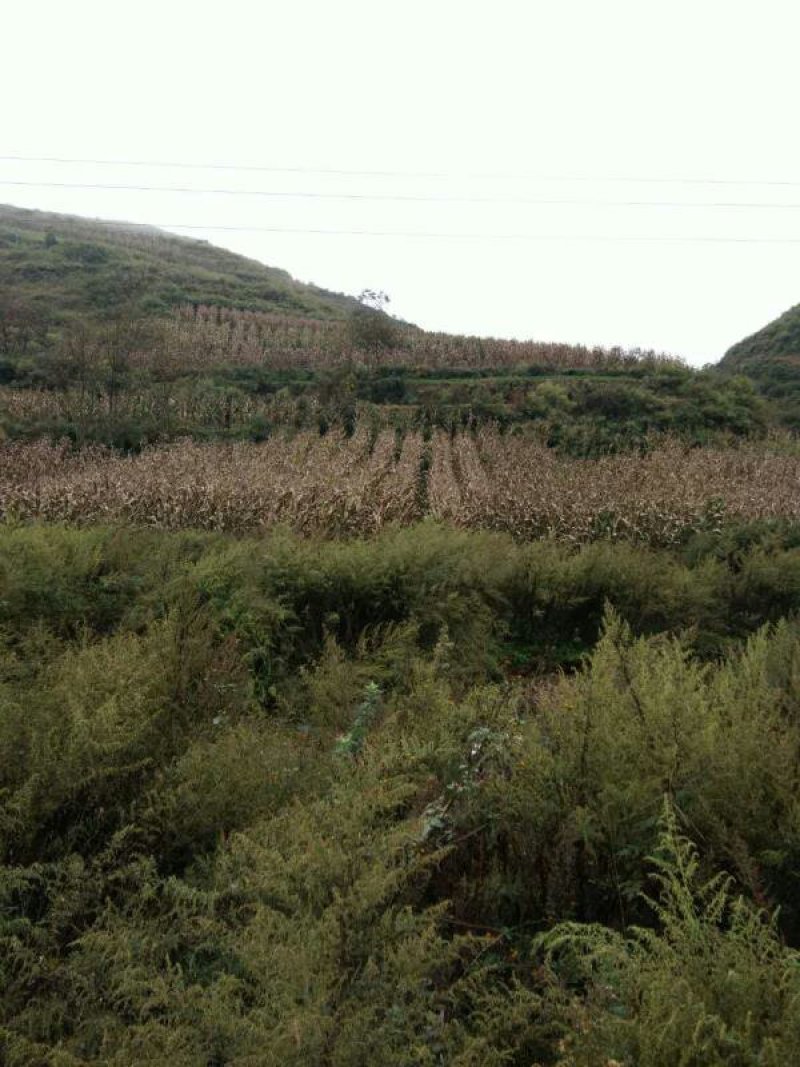 昭通市昭阳区1000亩土地出租入股合作