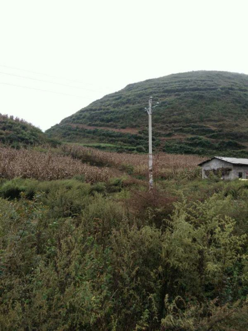 昭通市昭阳区1000亩土地出租入股合作