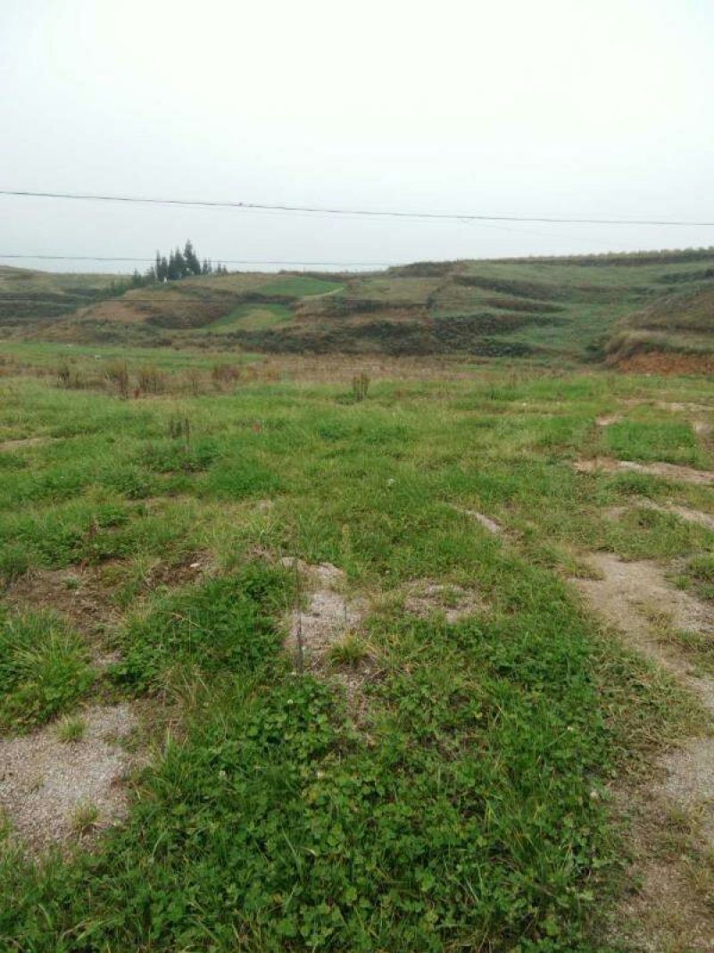 昭通市昭阳区1000亩土地出租入股合作