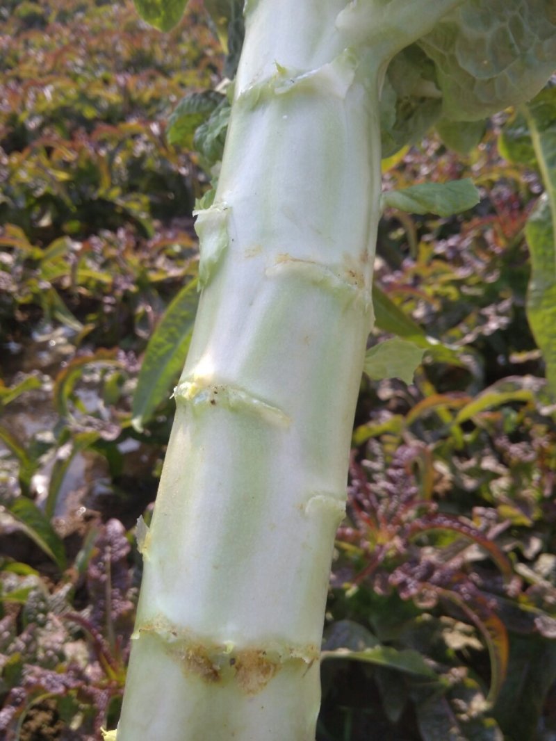 莴苣