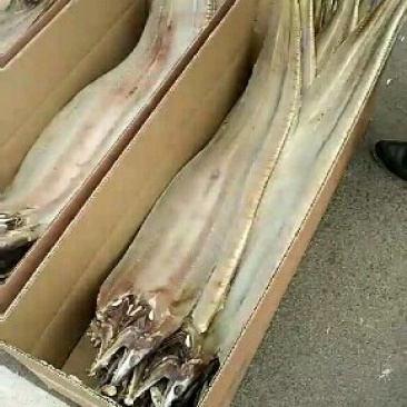 鳗鱼干大曼鱼，一条二斤到三斤