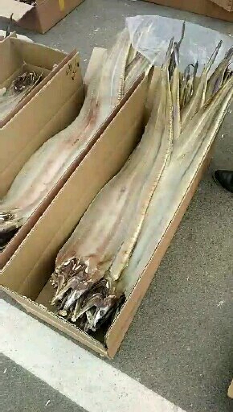 鳗鱼干大曼鱼，一条二斤到三斤