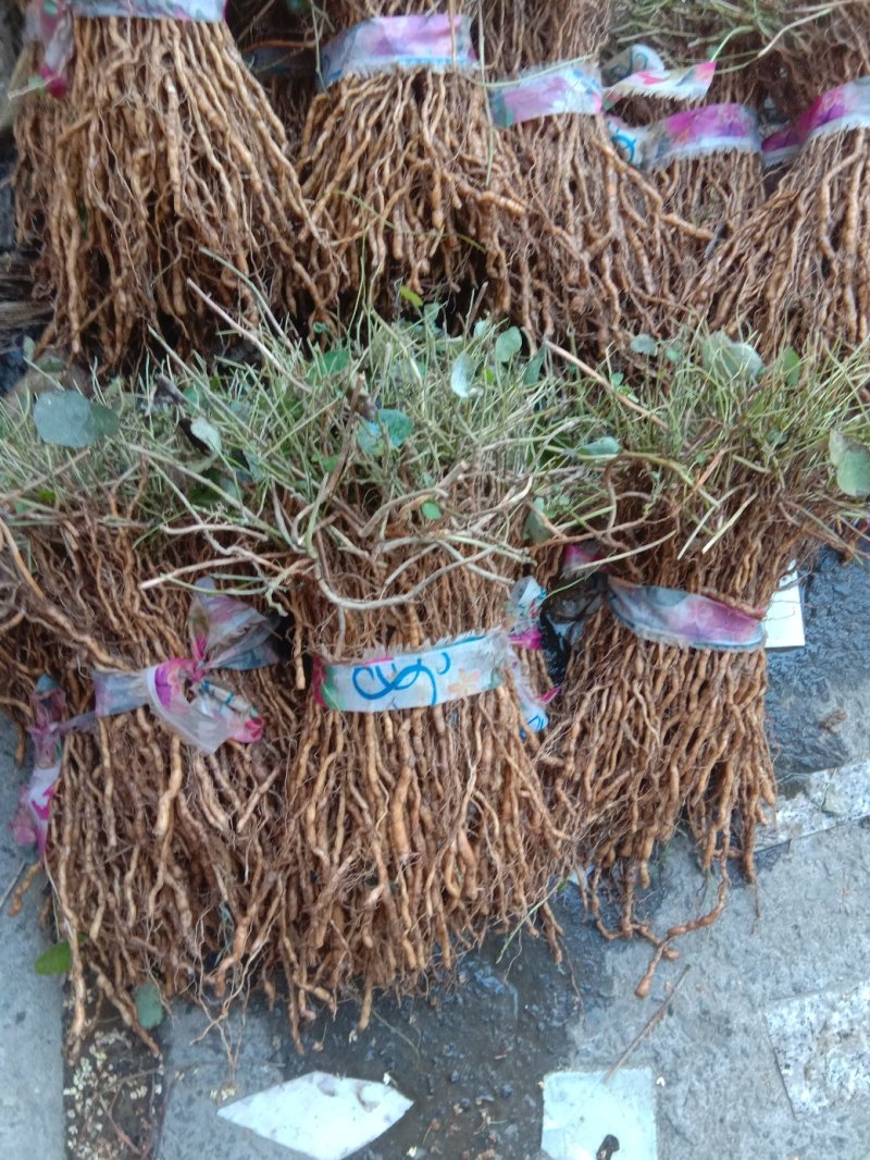 江西地道中药材品种粉防己