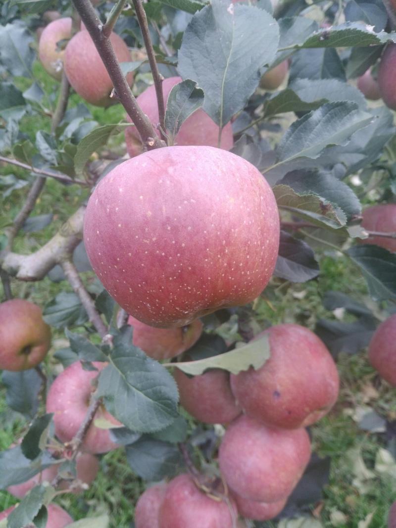 【实图拍摄】云南昭通冰糖心苹果离太阳最近城市最远的高原苹果